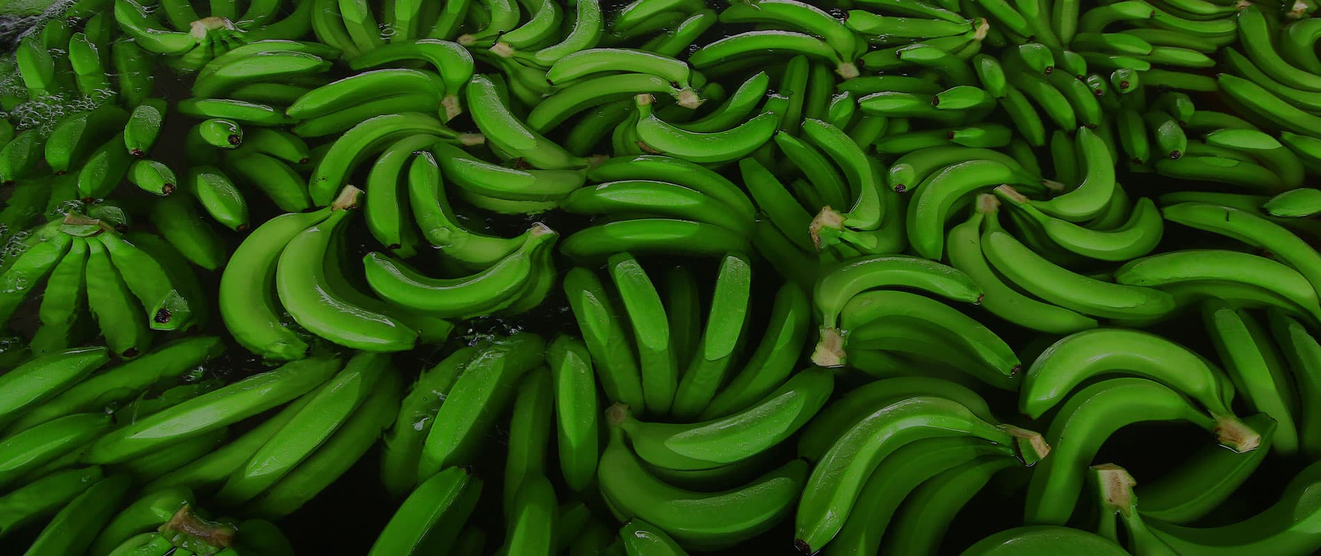 Fresh Cavendish bananas from above — FrutiBanana production